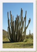 DSC_4413 Organ Pipe Cactus * 356 x 534 * (157KB)